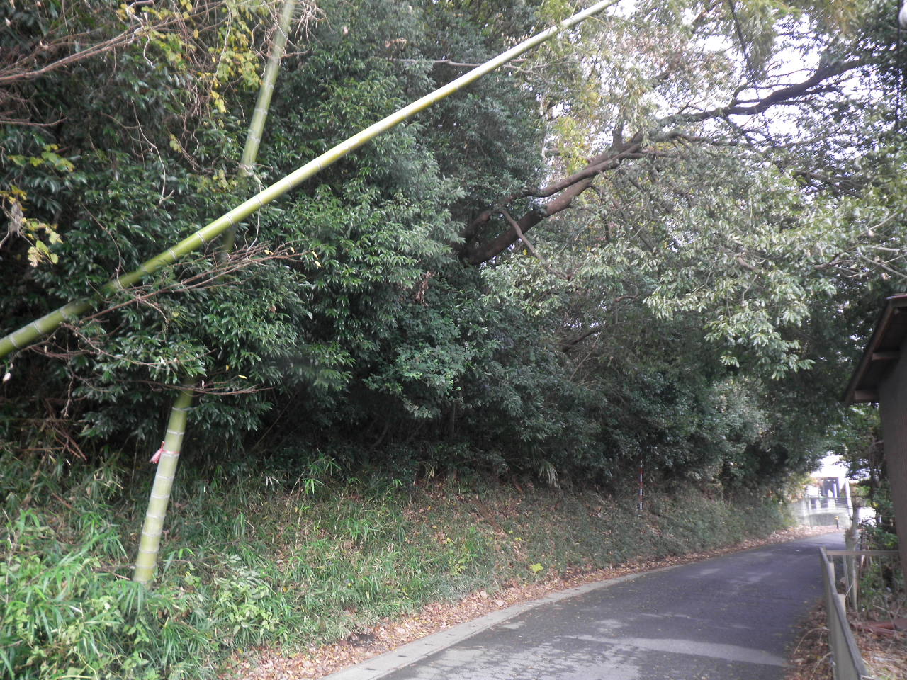サンプル画像